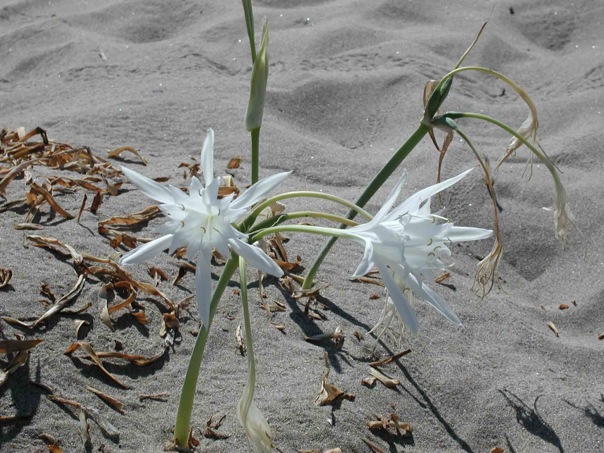 Pancratium maritimum / Pancrazio  (Macchia med.)